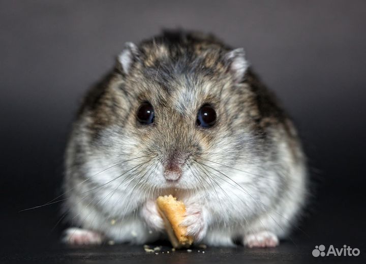 Продам хомячка