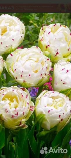 Тюльпаны махровые