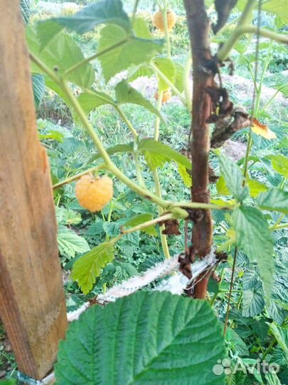 Саженцы малины