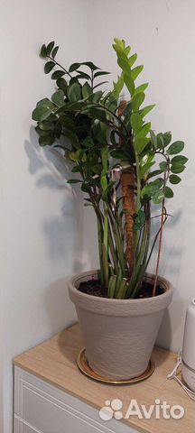 Замиокулькас