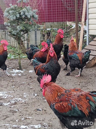 Молодые петухи Черно-медный маран