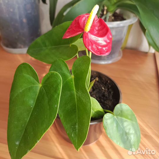 Комнатные цветы антуриум