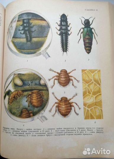 Старинная книга энциклопедия 1955 года