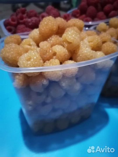 Желтая малина саженцы 