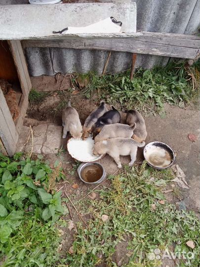 Щенки от маленькой собаки будут маленького роста