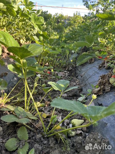 Рассада клубники окс