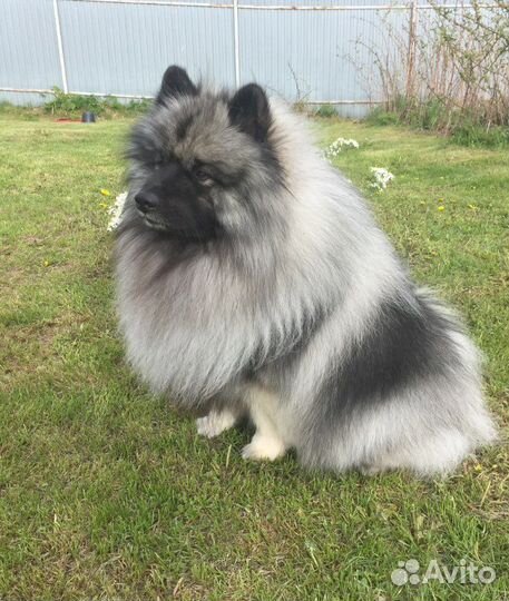 Кеесхонд вязка