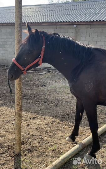 Жеребец карачаевской породы