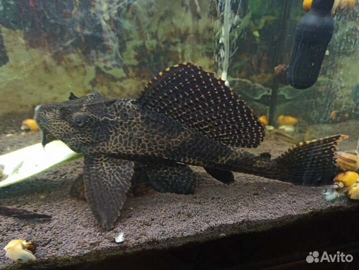 Парчевый сом(птеригоплихт)