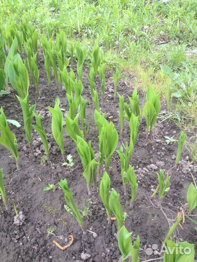 Ландыши садовые