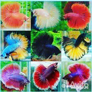 Аквариумные рыбки