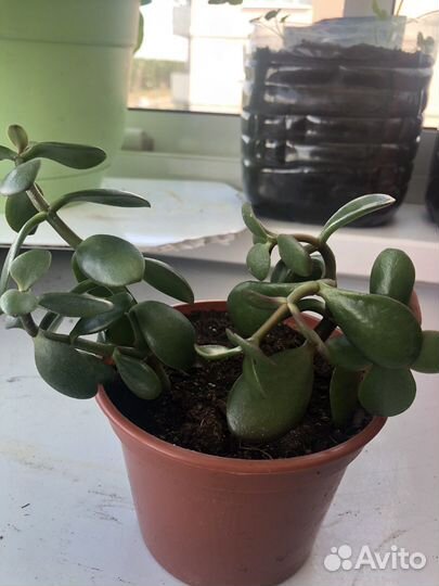 Толстянка Крассула или Денежное дерево