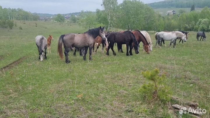 Продам лошадей