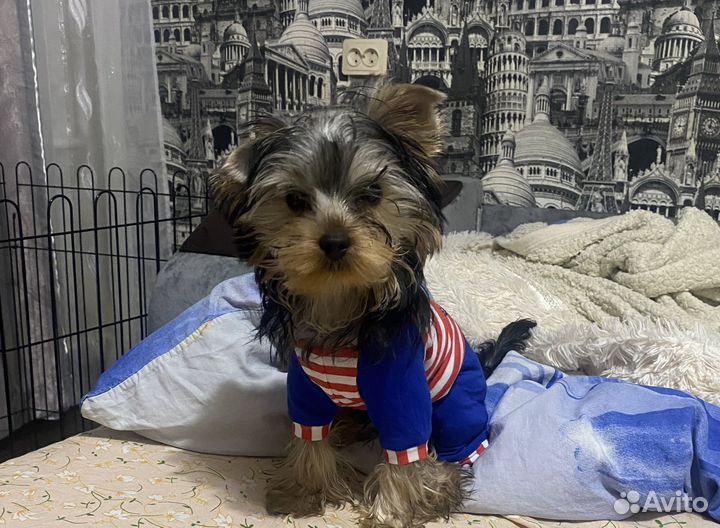 Комбинезон для маленькой собаки или кошки