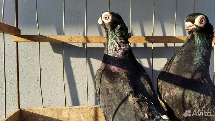 Продажа голубей