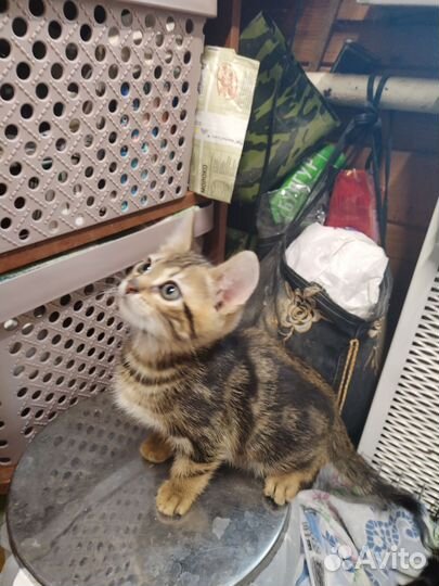 Котята бенгалы