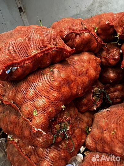 Лук репчатый