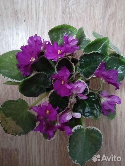 Листики фиалки