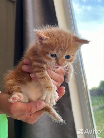 Бесплатно котята