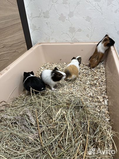 Морская свинка