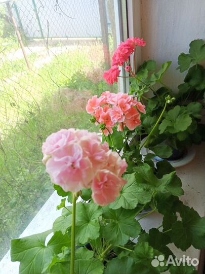 Пеларгония герань