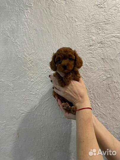 Девочка той-пудель ред браун РКФ