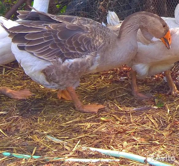 Холмогорские гуси