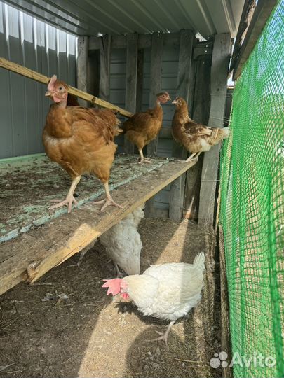 Яйцо домашнее