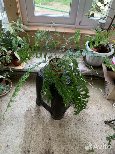 Нефролепис Japan,Флебодиум