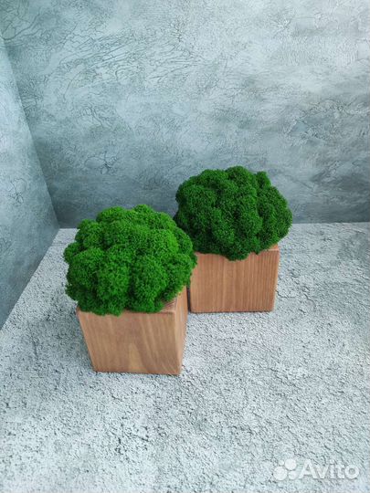 Кашпо со стабилизированным мхом. Подарок. Декор