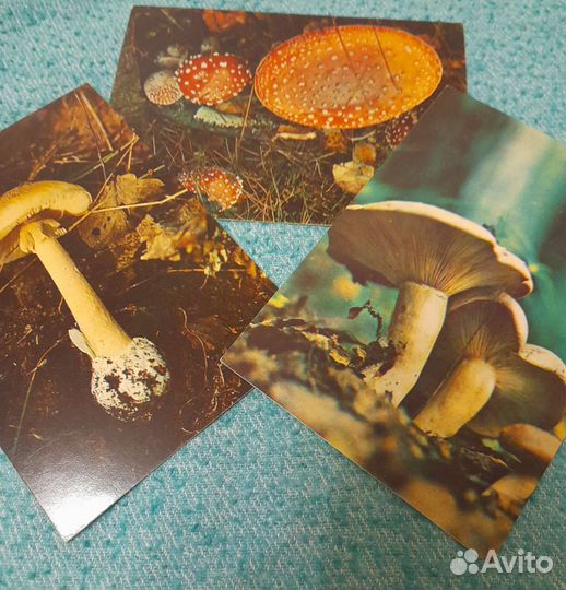 Набор открыток. Грибы, Спорт, Актёры Бдт, СССР