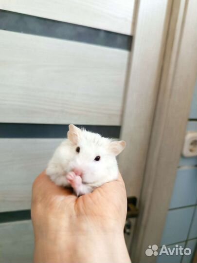 Сирийский хомяк бесплатно