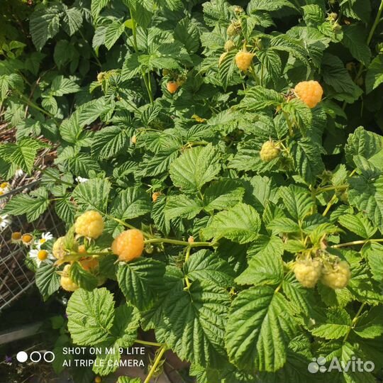 Саженцы желтой малины