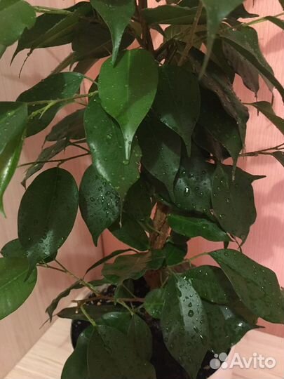 Фикус бенджамина Даниэль