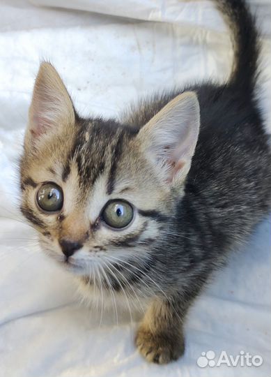 Отдам котенка в добрые руки