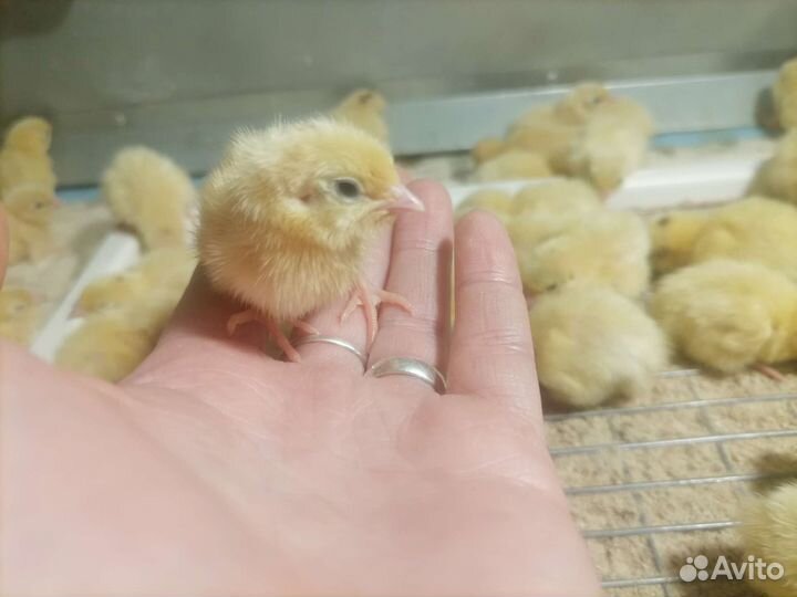 Перепела суточные, инкубационное яйцо