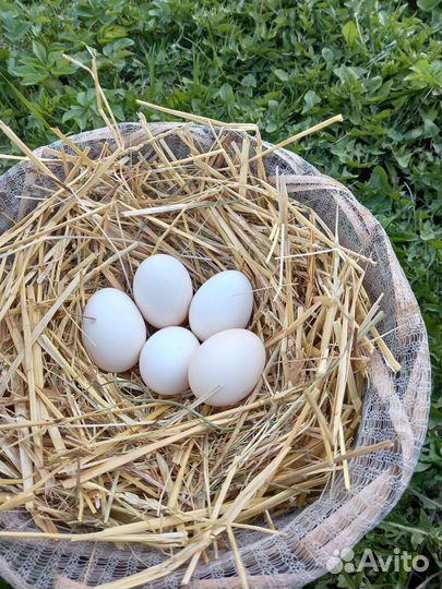 Инкубационное яйцо курочек Павловское золото