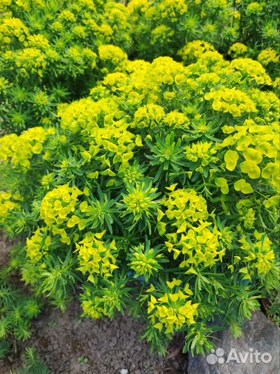 Садовые цветы