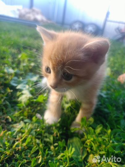 Отдам в добрые руки