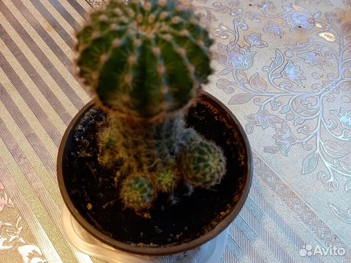 Кактусы редкие