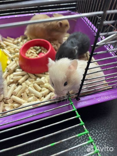 Продажа животных (хомяки, крысы, песчанки, мышки)