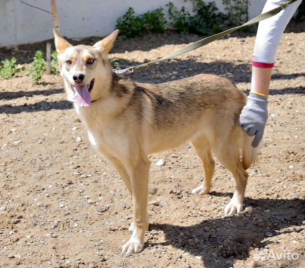 Леда - янтарный нос