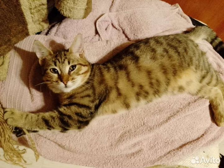 Молодая кошечка, метиска