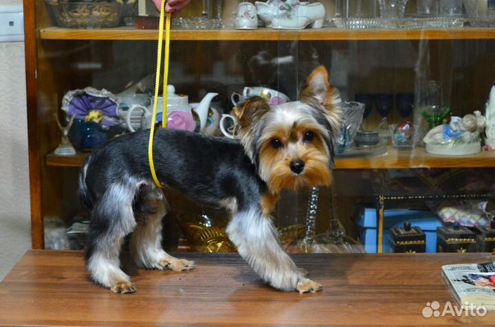 Стрижка собак и кошек с выездом на дом