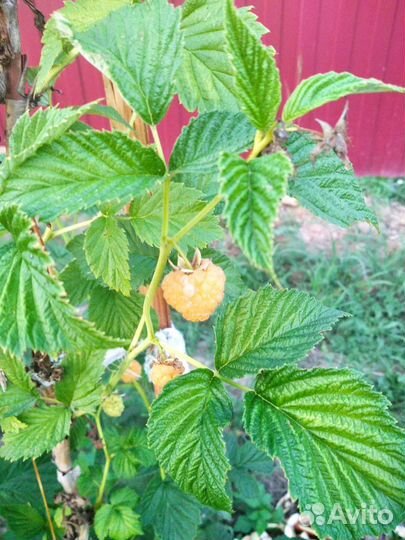 Саженцы малины