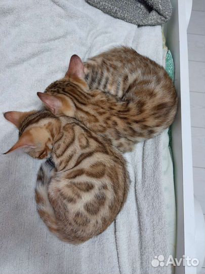 Бенгальские котята с документами