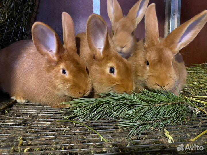 Кролики полтавское серебро