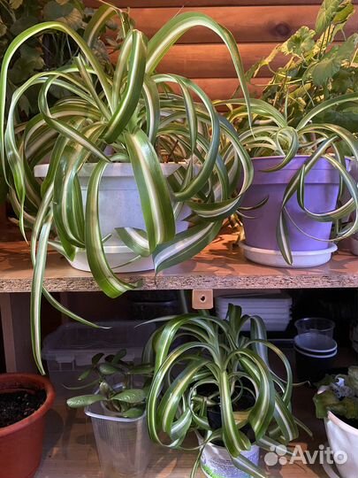 Хлорофитум кудрявый