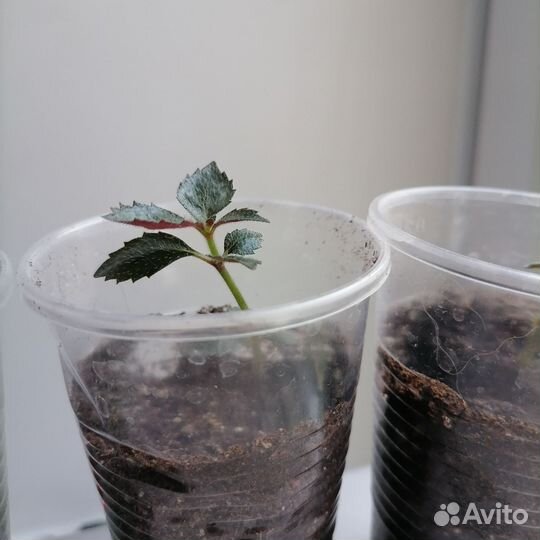 Ахименес, цветы комнатные розовые