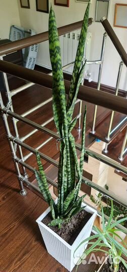 Цветы комнатные в горшках